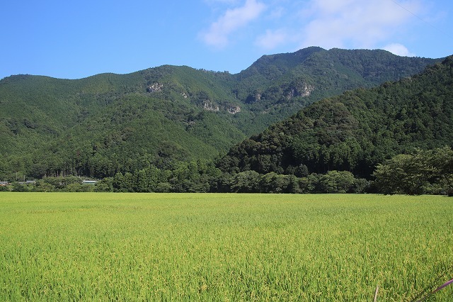 国昌寺周辺風景（撮影8月10日）_e0321325_15373370.jpg