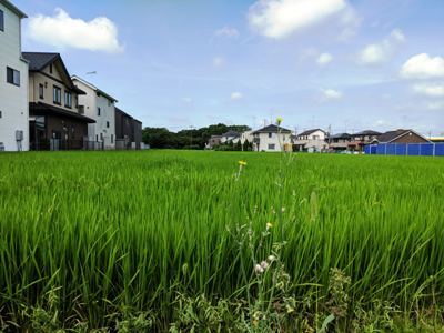 暑い暑い日本の夏_d0113429_13541207.jpg