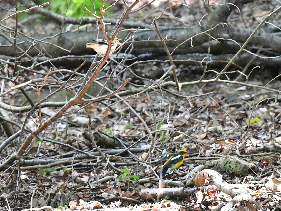 f0340732_22490002.jpg