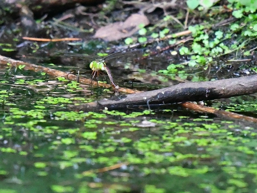 f0340732_22525809.jpg