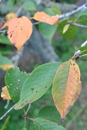 a0123836_16084748.jpg