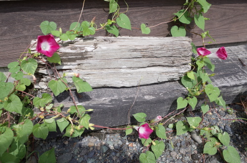 b0207642_13372637.jpg
