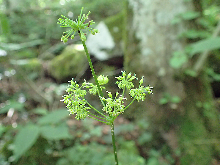 f0214649_04233764.jpg