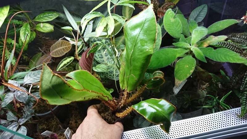 Elaphoglossum decoratum パルダリウム　KSB便　南米シダ Elaphoglossum decoratum パルダリウム KSB便 南米シダ | Shop