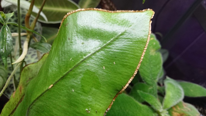 Elaphoglossum decoratum パルダリウム　KSB便　南米シダ Elaphoglossum decoratum パルダリウム KSB便 南米シダ | Shop