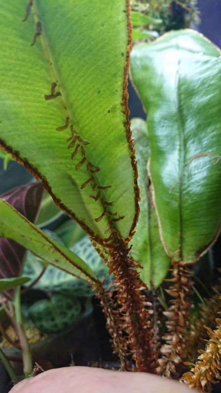 Elaphoglossum decoratum パルダリウム　KSB便　南米シダ Elaphoglossum decoratum パルダリウム KSB便 南米シダ | Shop