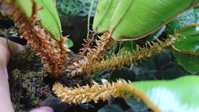 Elaphoglossum decoratum パルダリウム　KSB便　南米シダ Elaphoglossum decoratum パルダリウム KSB便 南米シダ | Shop