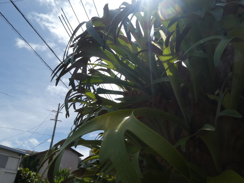 c0108460_11295528.jpg