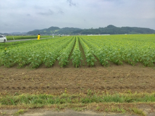 a0053063_10114924.jpeg