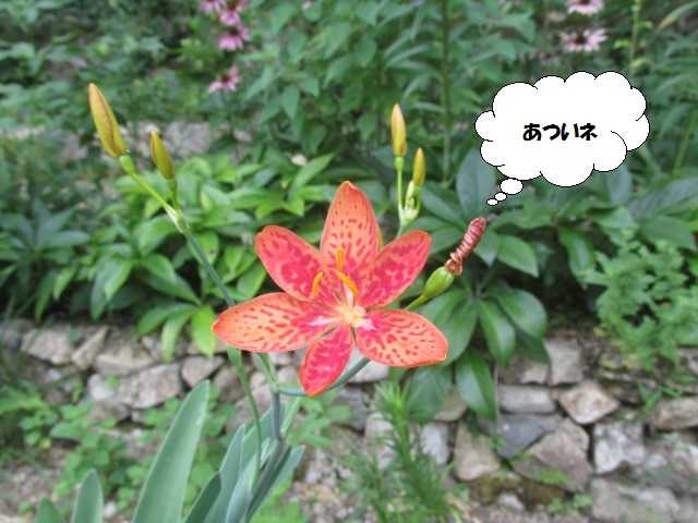 はーこ ノー天気の詩 8月12日 月 はれ トチノキの詩2 はーこ ノー天気の詩 8月12日 月 はれ トチノキの詩2