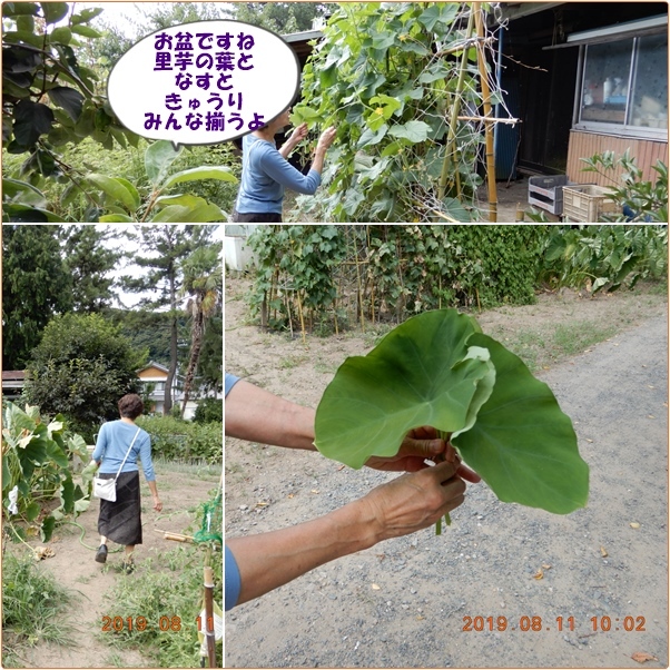 自家産野菜が1番　　　パレット修理完了、代車はスズキSOLIOソリオ_d0007071_08305085.jpg