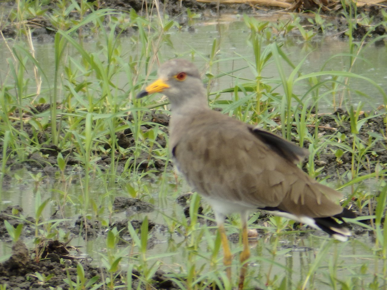 『休耕田にいた鳧(ケリ)達～』_d0054276_20132032.jpg