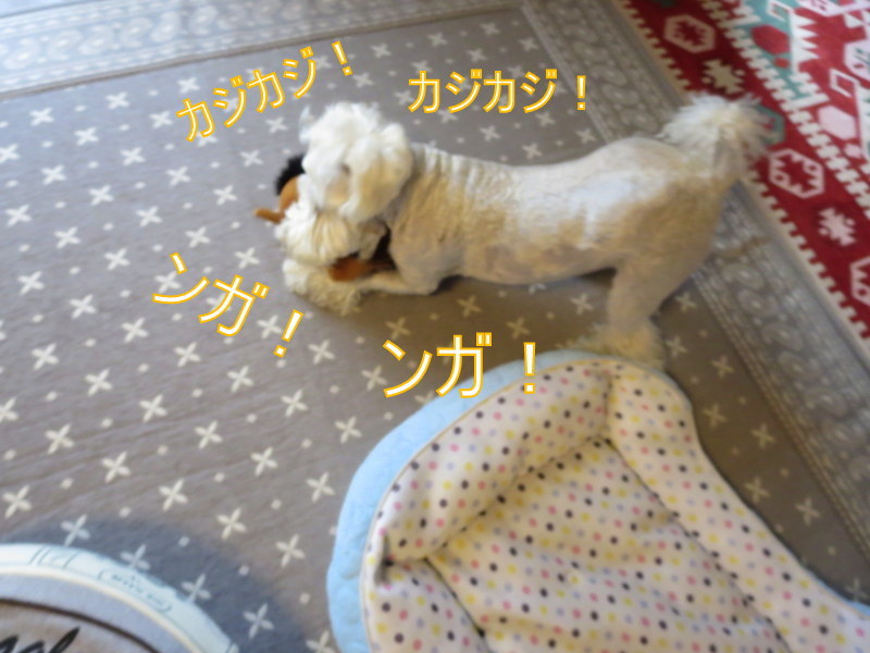 捨てないで。_d0264176_10210645.jpg