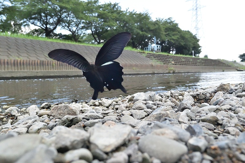小畔川便り(アゲハ類の吸水-2:2019/8/4)_f0031682_06180491.jpg
