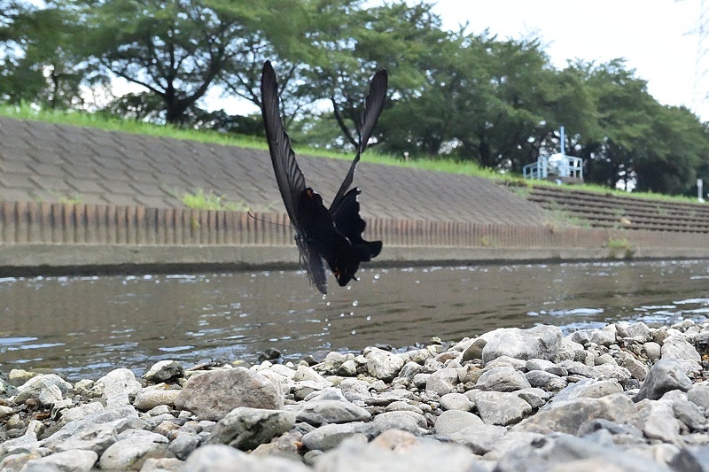 小畔川便り(アゲハ類の吸水-2:2019/8/4)_f0031682_06180495.jpg