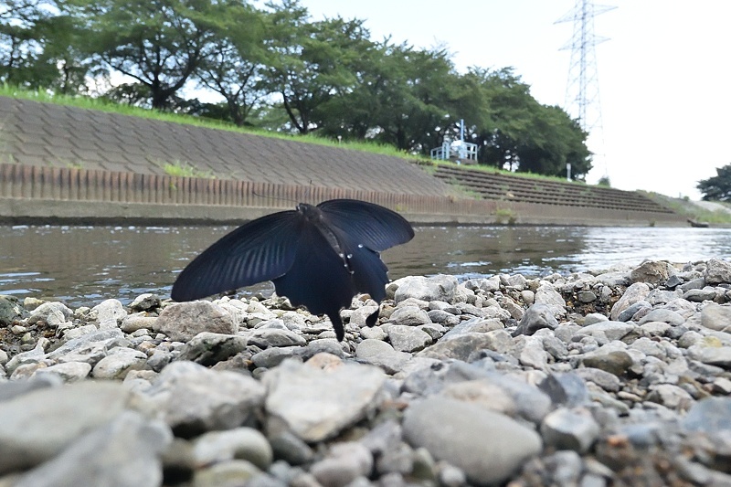小畔川便り(アゲハ類の吸水-2:2019/8/4)_f0031682_06181249.jpg