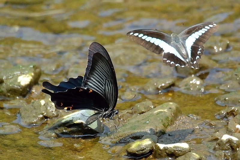小畔川便り(アゲハ類の吸水-2:2019/8/4)_f0031682_06182603.jpg