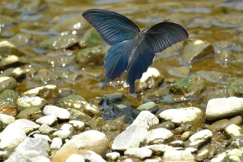 小畔川便り(アゲハ類の吸水-2:2019/8/4)_f0031682_06182705.jpg