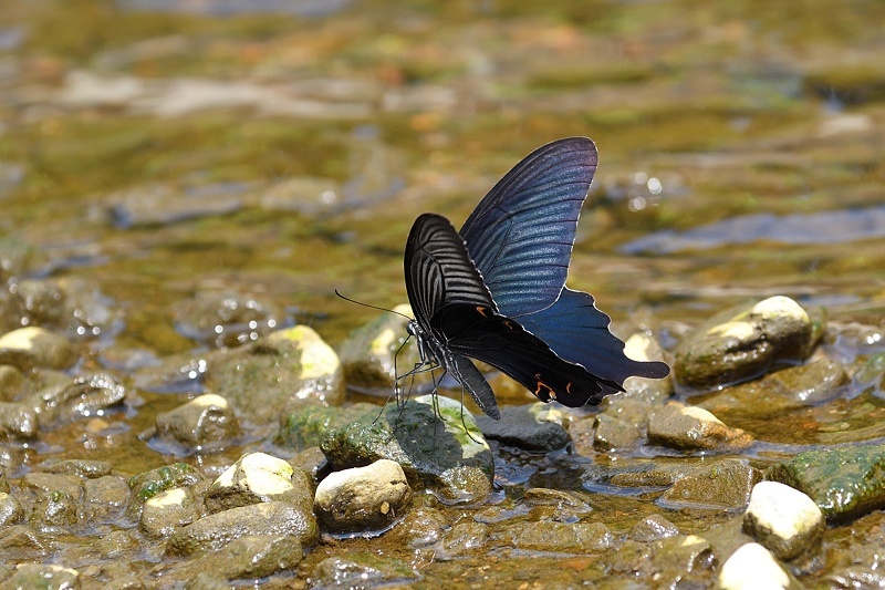 小畔川便り(アゲハ類の吸水-2:2019/8/4)_f0031682_06183390.jpg