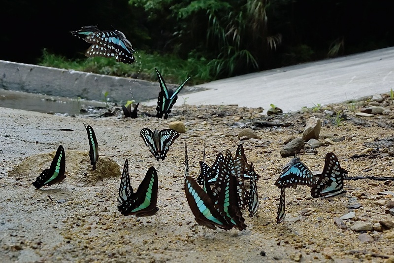 小畔川便り(アゲハ類の吸水-2:2019/8/4)_f0031682_06183393.jpg