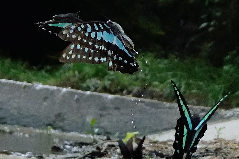 小畔川便り(アゲハ類の吸水-2:2019/8/4)_f0031682_06183473.jpg