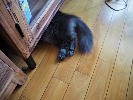 甘辛豚ばらにんにく醤油_a0258686_10404779.jpg