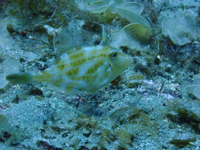 e0115199_14510727.jpg