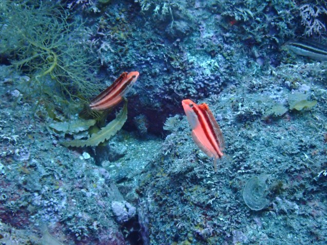 e0115199_14515859.jpg