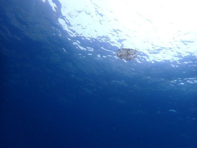 e0115199_14575912.jpg