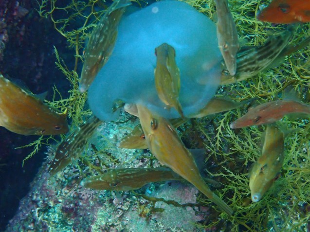 e0115199_14581547.jpg