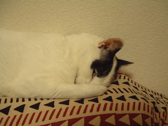 ぽんちゃん虹の橋を渡る_a0200902_10420143.jpg
