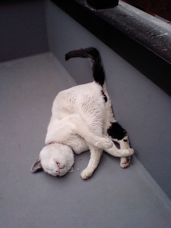 ぽんちゃん虹の橋を渡る_a0200902_10461559.jpg