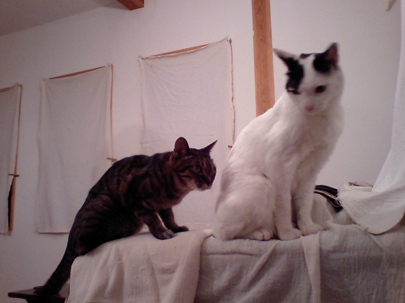 ぽんちゃん虹の橋を渡る_a0200902_10464560.jpg