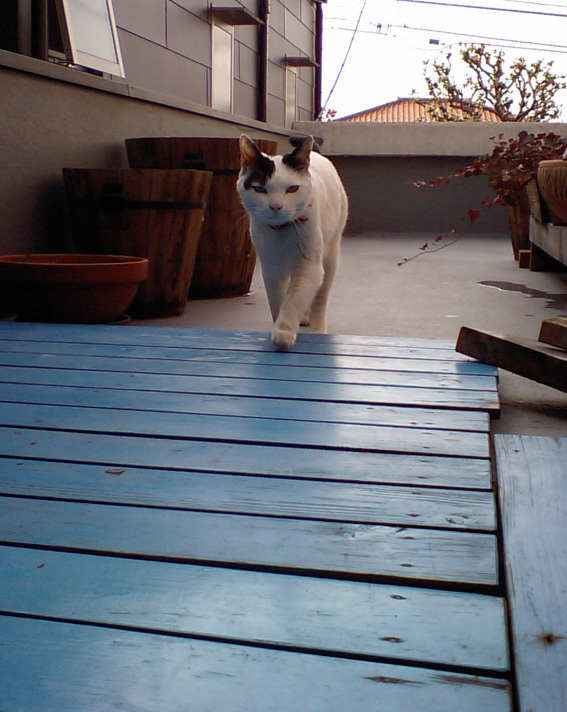ぽんちゃん虹の橋を渡る_a0200902_10481206.jpg