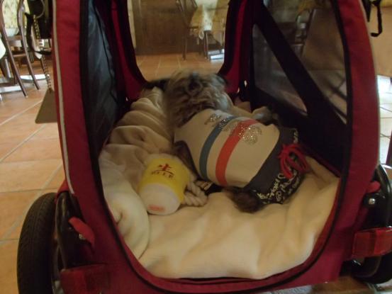 幸せいっぱいの元保護犬_f0064906_11412329.jpg