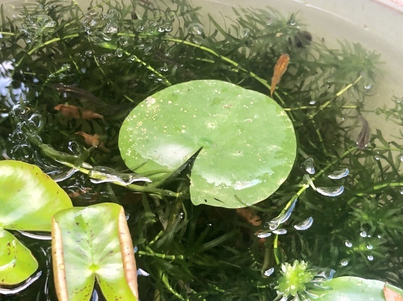 メダカ池の水替 笑わせるなよ泣けるじゃないか2