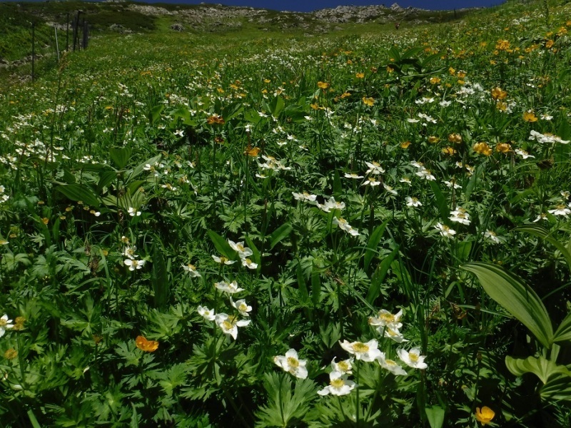 d0006512_14595829.jpg