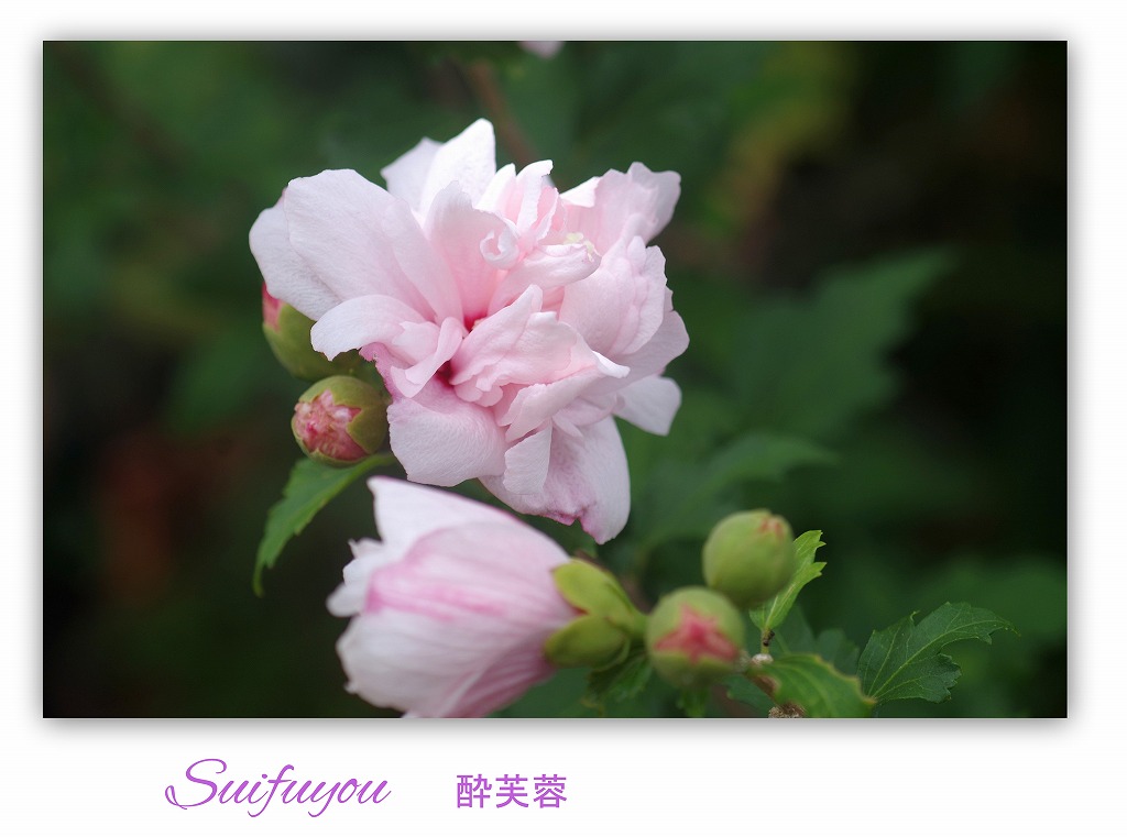 酔芙蓉_d0147812_16355074.jpg