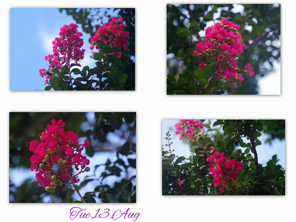 酔芙蓉_d0147812_16355984.jpg