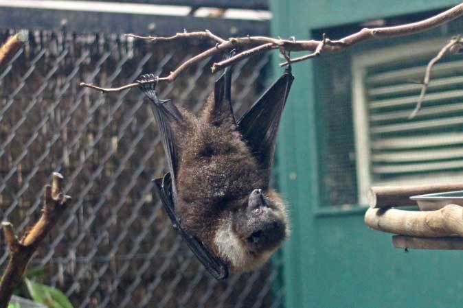 秋の夜長の自然文化園 オリイオオコウモリたちの夜 October 18 続々 動物園ありマス
