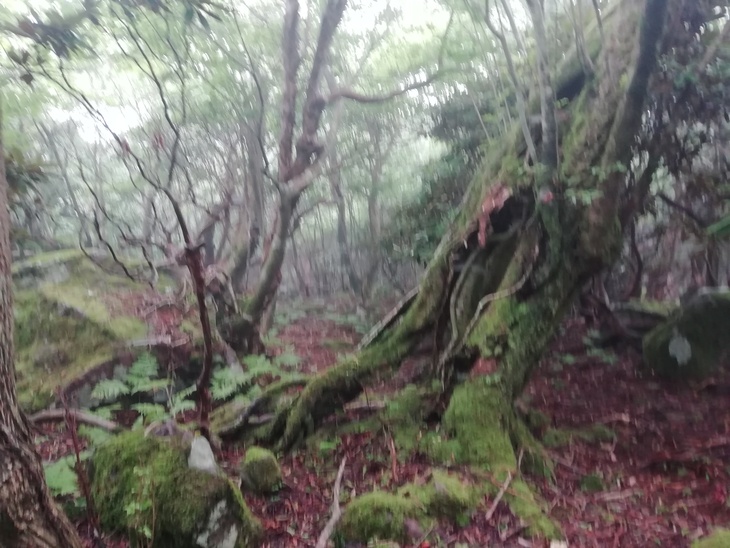 f0193521_5333183.jpg