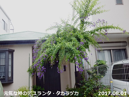 ここまで戻った ヂュランタ 自然とともに生きる