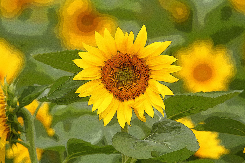 d0069235_14365099.jpg