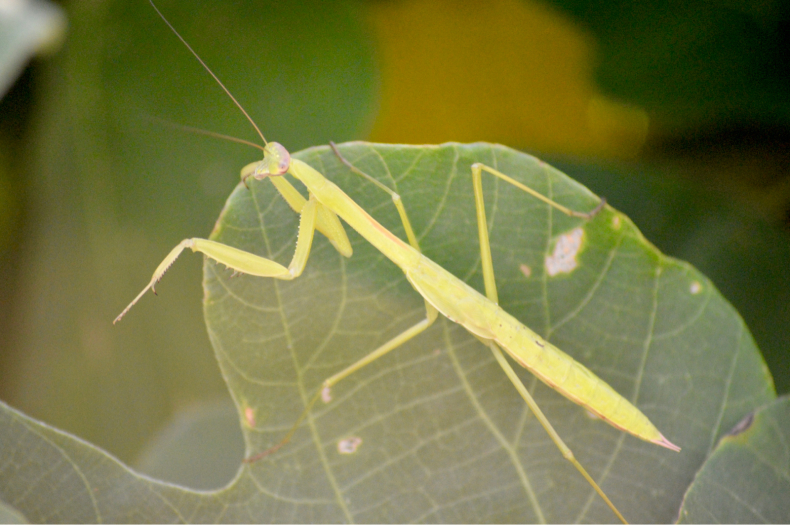 カマキリオ(^ ^)_c0361938_09570418.jpg