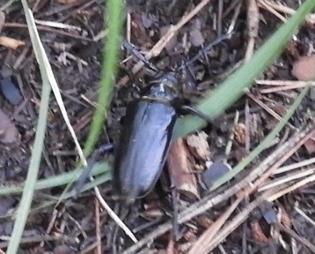 あきずに、旭山の虫散歩_e0172950_20395288.jpg