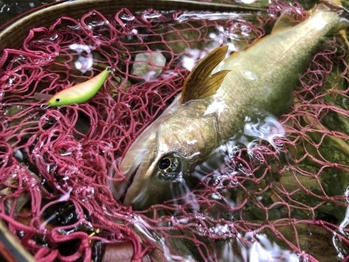 更新、サボってましたね(^◇^;) 作ってるし、釣ってますよ！_b0200358_18365228.jpeg