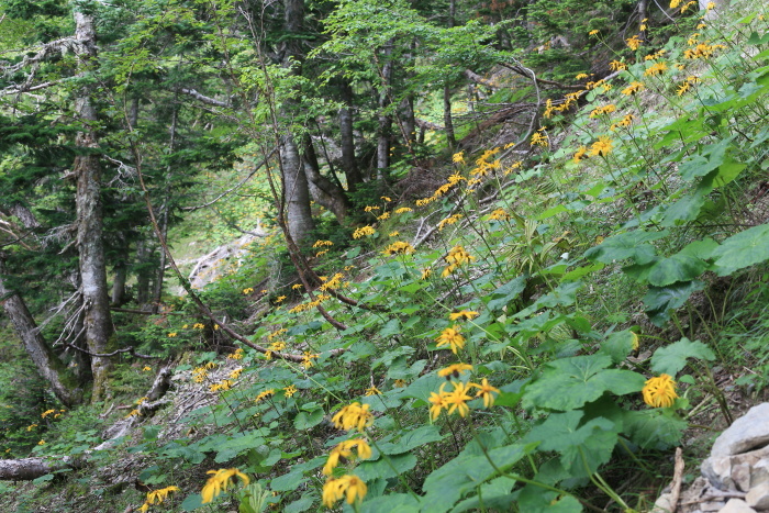 e0338862_17321249.jpg