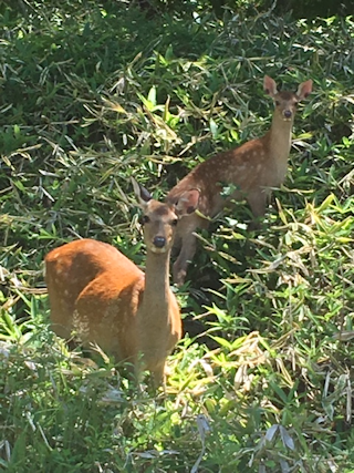 c0090198_18112031.png