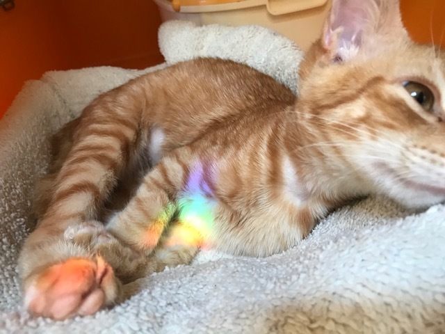 ひまわりちゃん、募集開始します!_f0242002_09335758.jpg