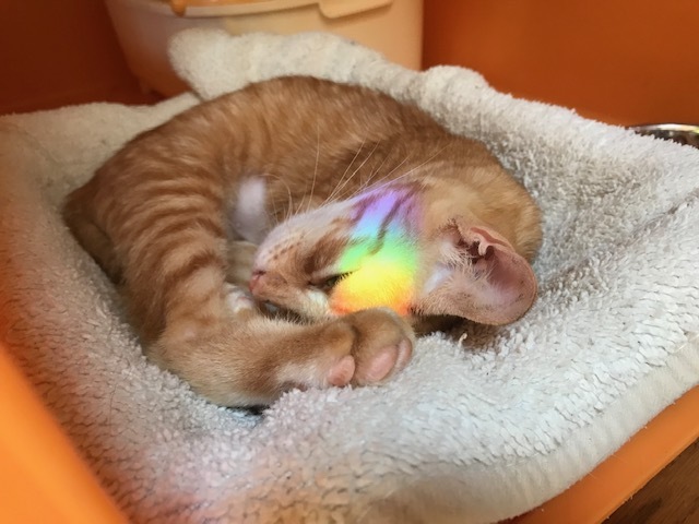 ひまわりちゃん、募集開始します!_f0242002_09340027.jpg
